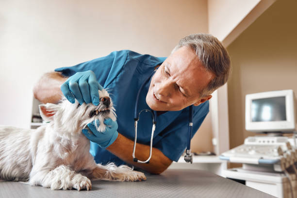 Best Emergency Dentist for Knocked-Out Tooth in West Siloam Springs, OK